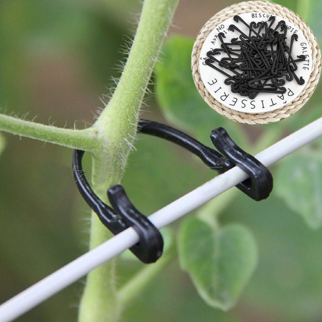Vines Tied Buckles Fixed Strap - Plant Parenting のレビューと価格