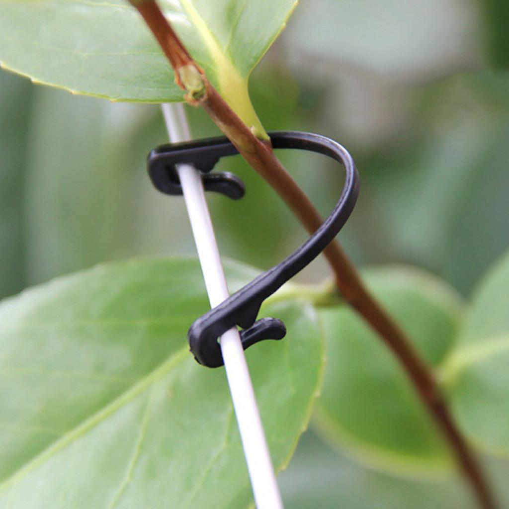 Vines Tied Buckles Fixed Strap - Plant Parenting のレビューと価格