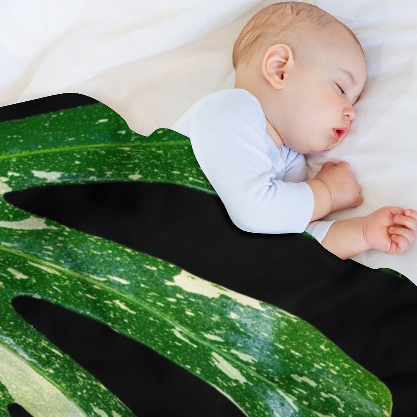 Monstera Thai Constellation Th - Monstera Thai Constellation のレビューと価格
