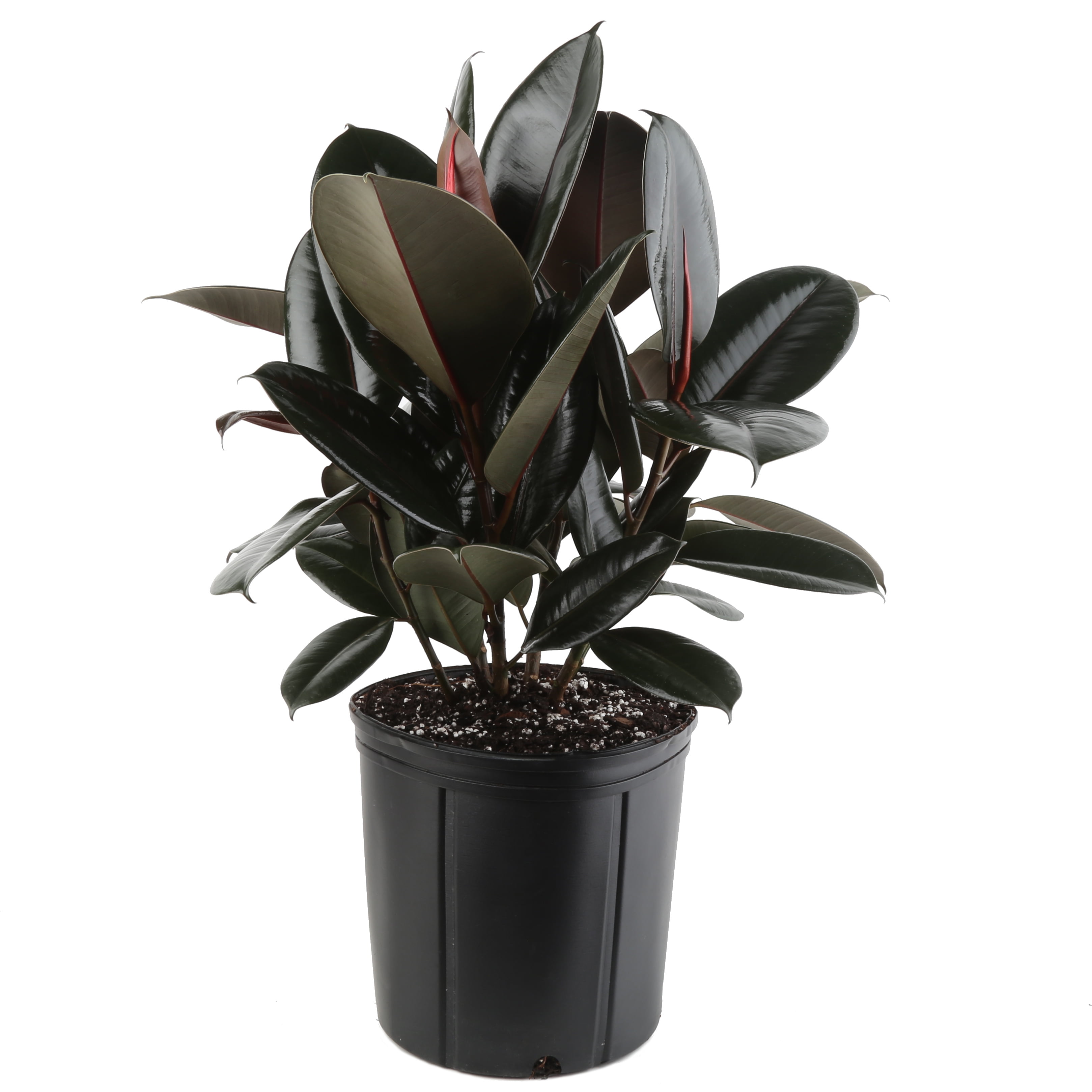 22 inch burgundy rubber ficus  - Rubber Plant Ficus のレビューと価格