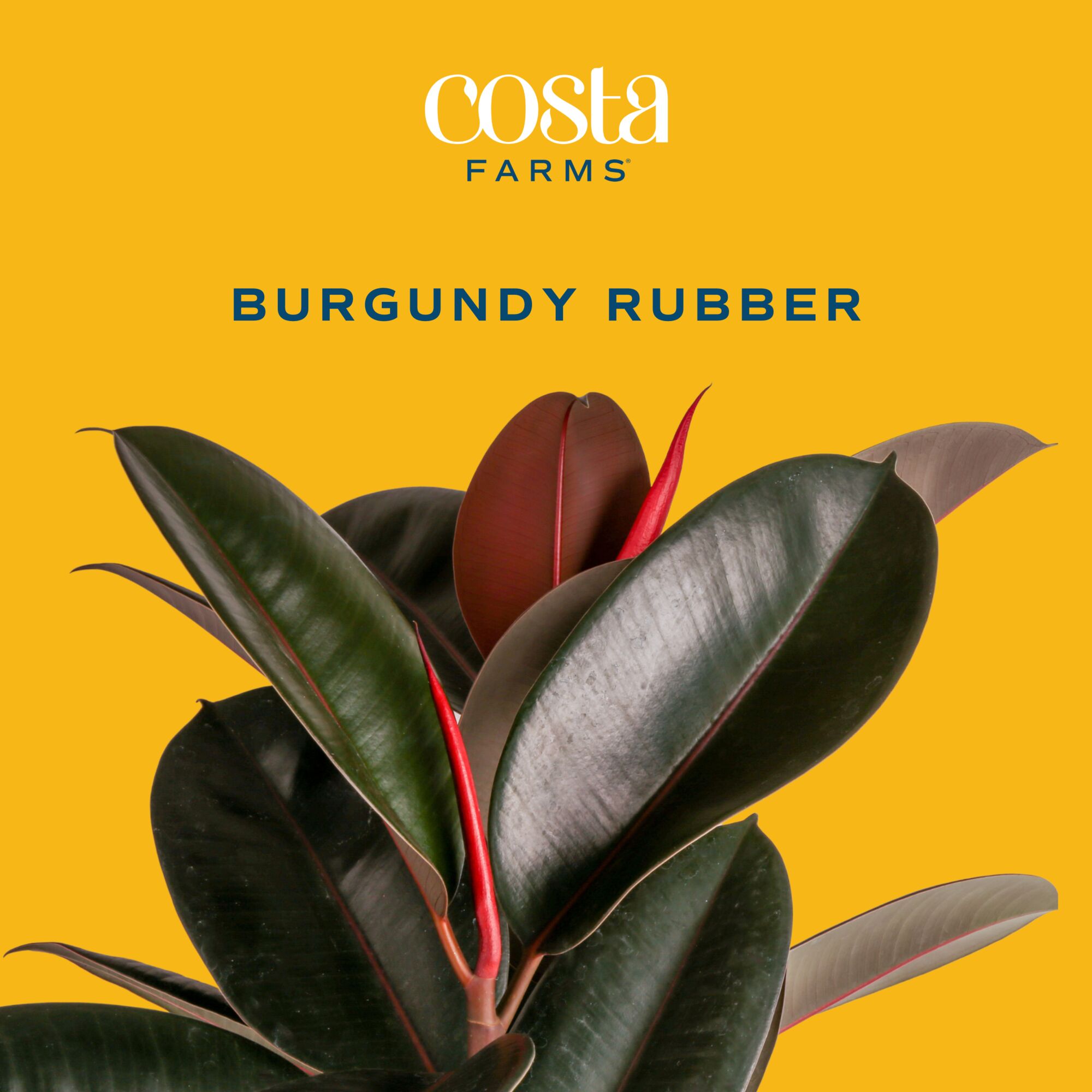 22 inch burgundy rubber ficus  - Rubber Plant Ficus のレビューと価格
