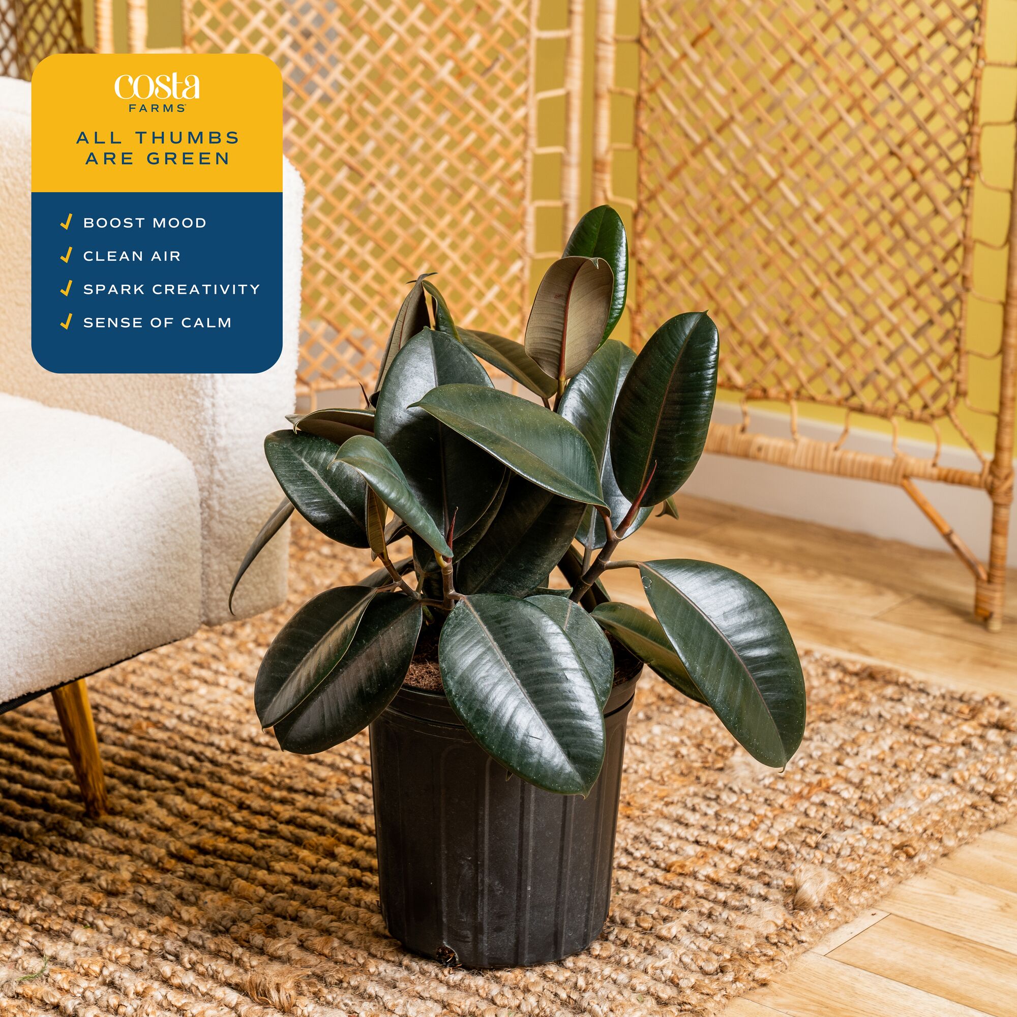 22 inch burgundy rubber ficus  - Rubber Plant Ficus のレビューと価格