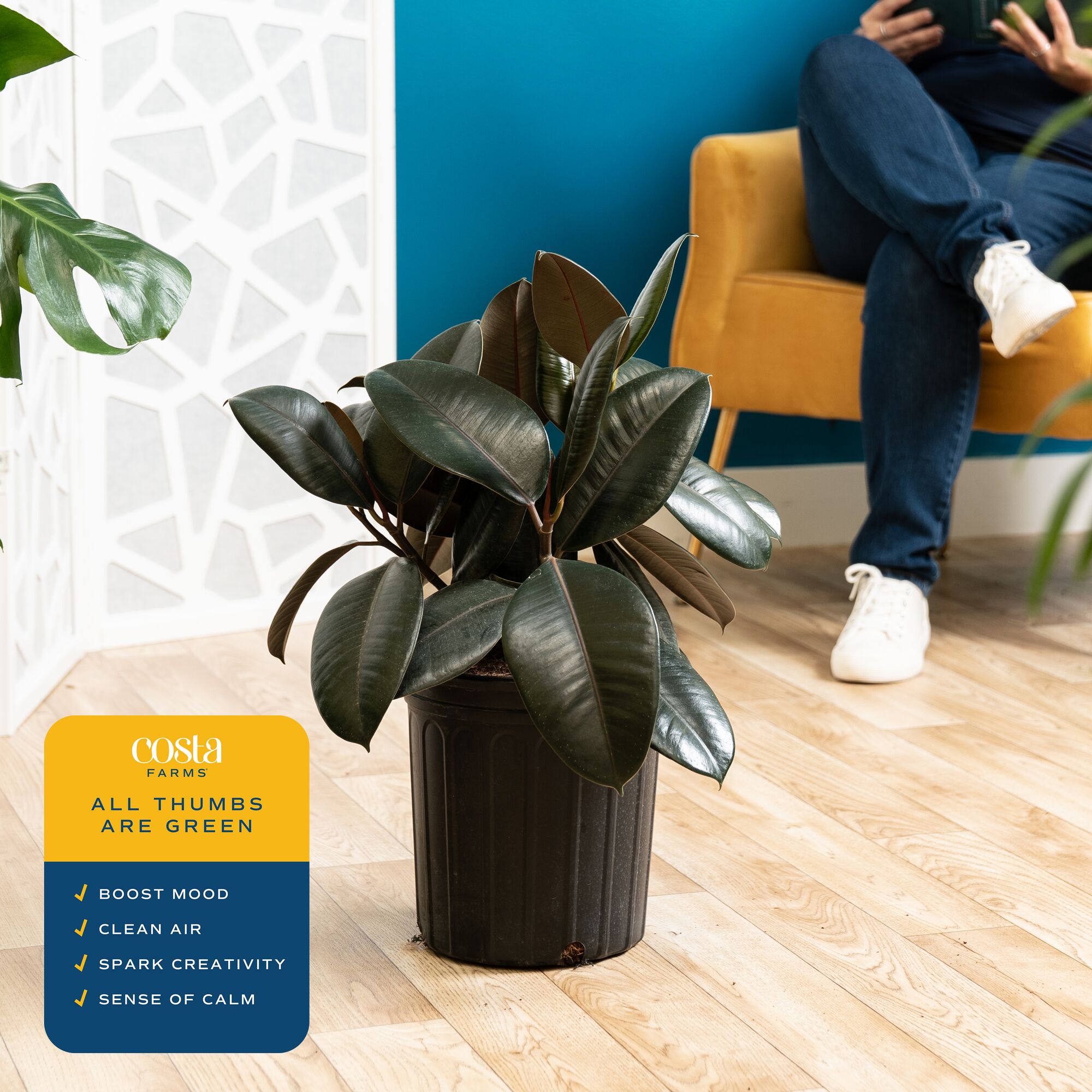 22 inch burgundy rubber ficus  - Rubber Plant Ficus のレビューと価格