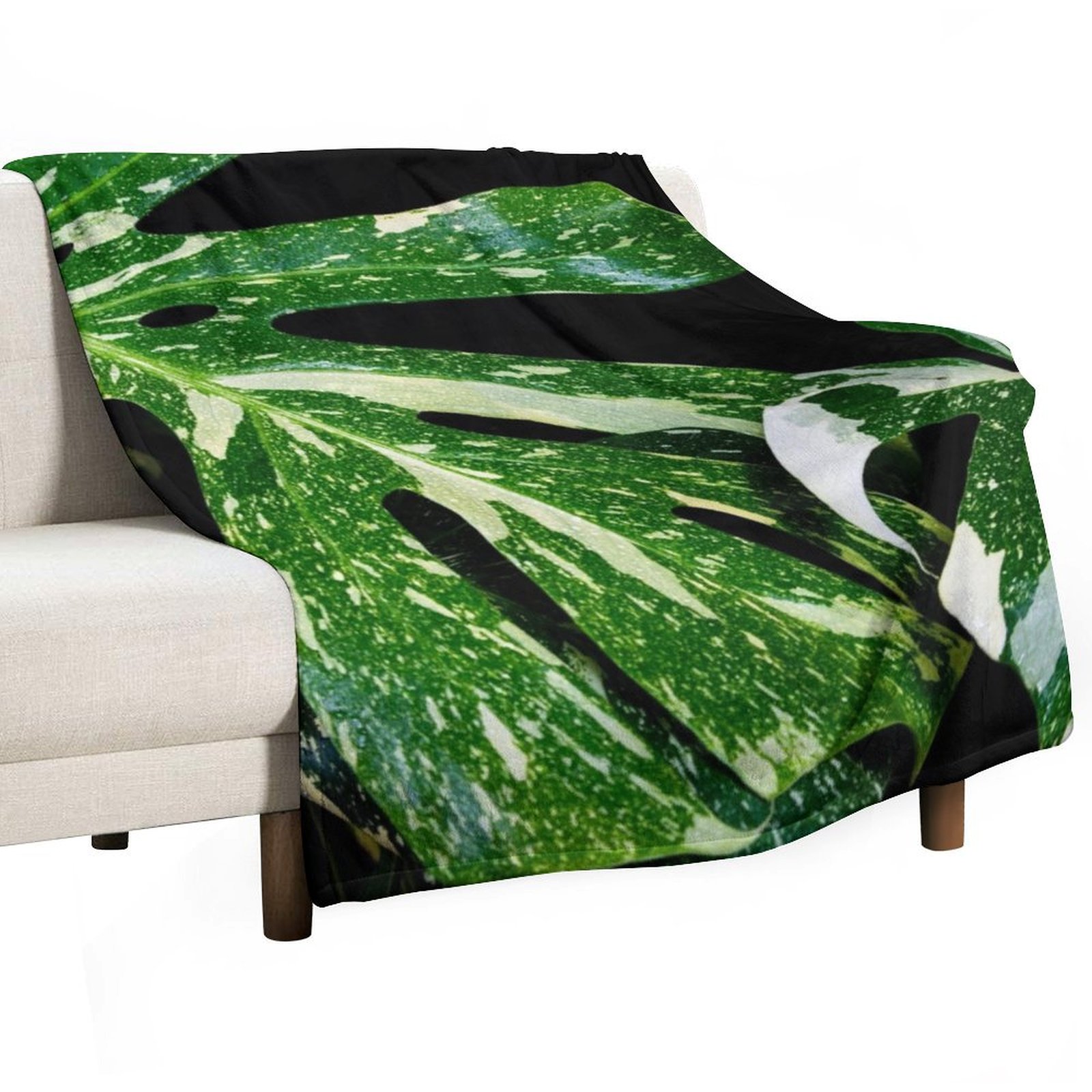 Monstera Thai Constellation Th - Monstera Thai Constellation のレビューと価格