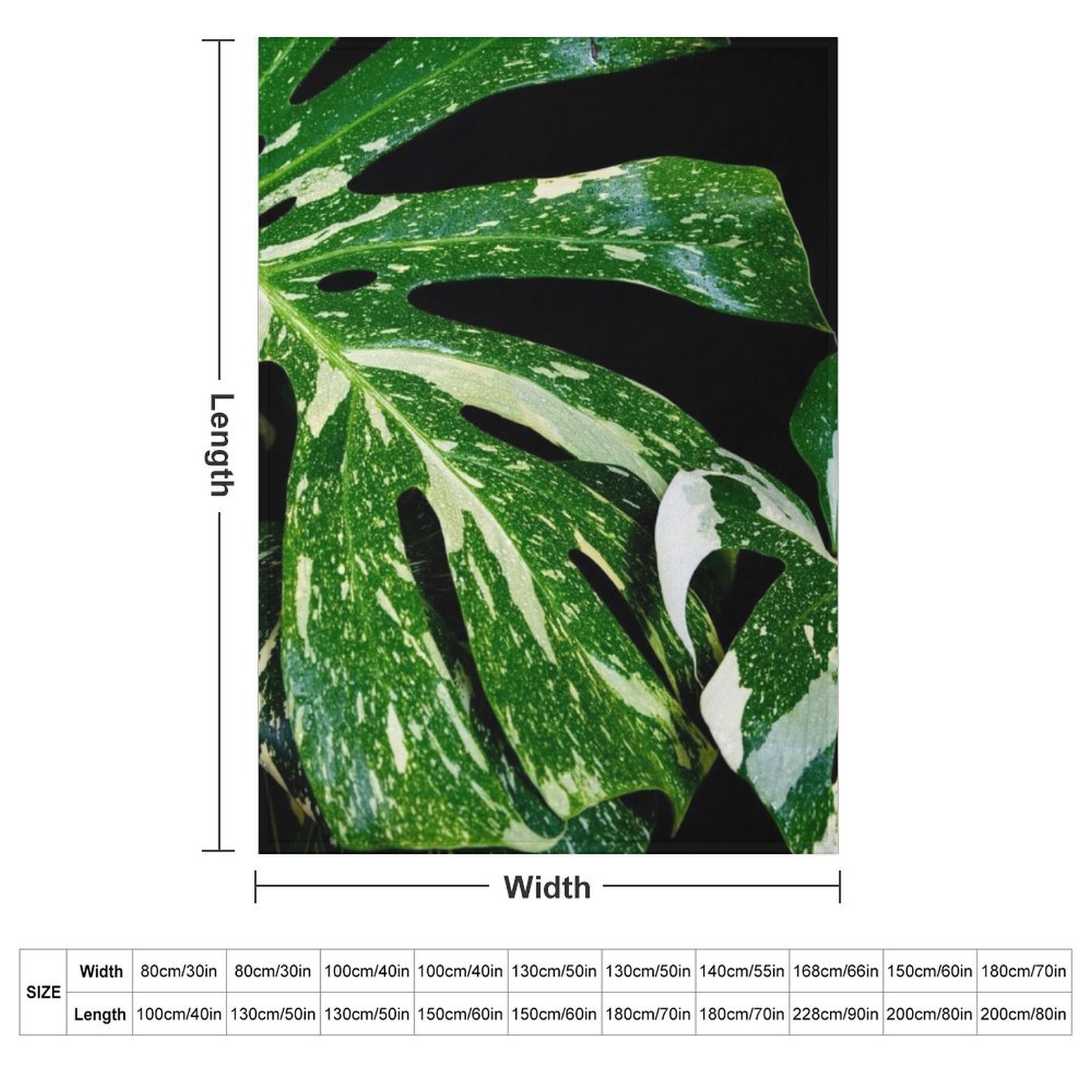 Monstera Thai Constellation Th - Monstera Thai Constellation のレビューと価格