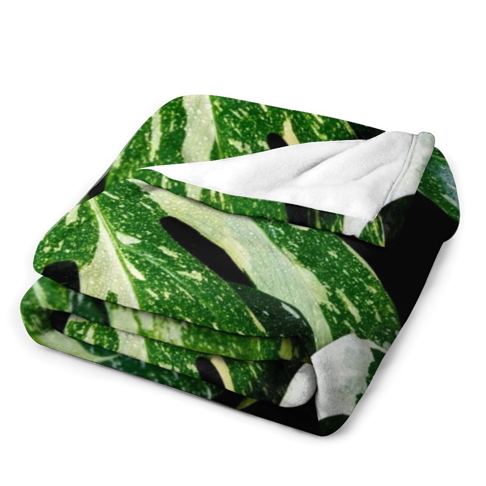 Monstera Thai Constellation Th - Monstera Thai Constellation のレビューと価格