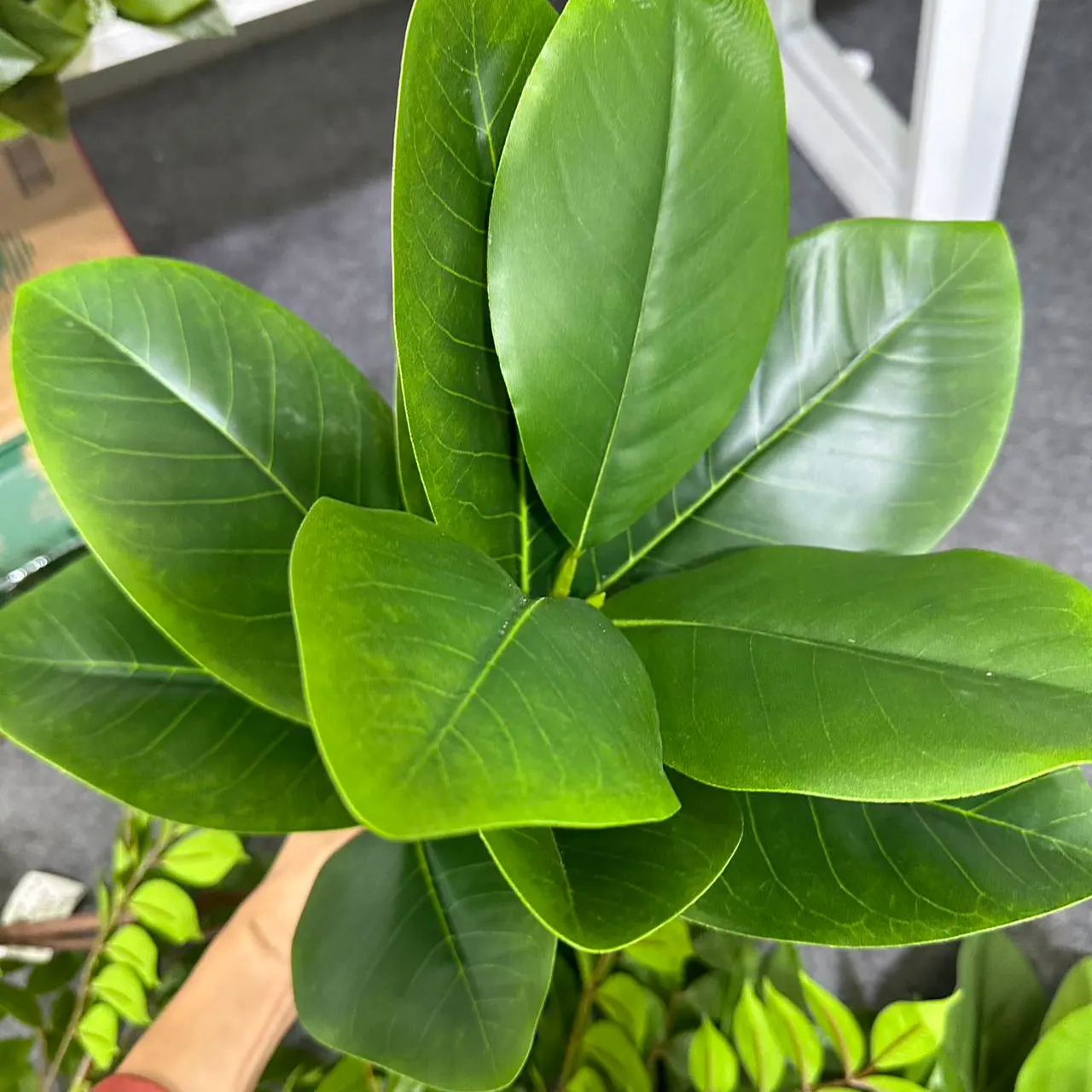 70/135cm Artificial Ficus Tree - Rubber Plant Ficus のレビューと価格