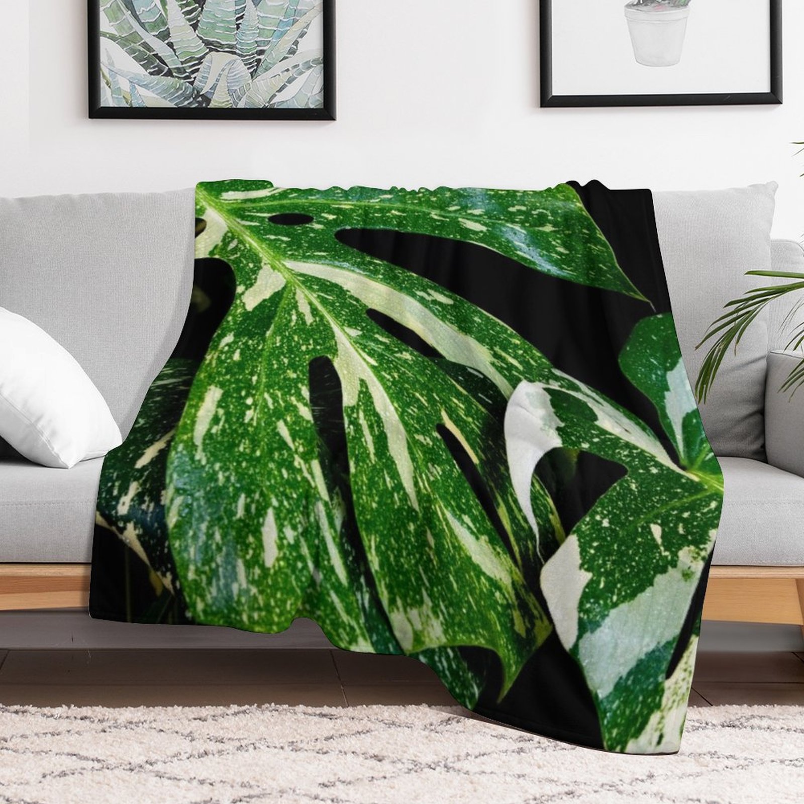 Monstera Thai Constellation Th - Monstera Thai Constellation のレビューと価格
