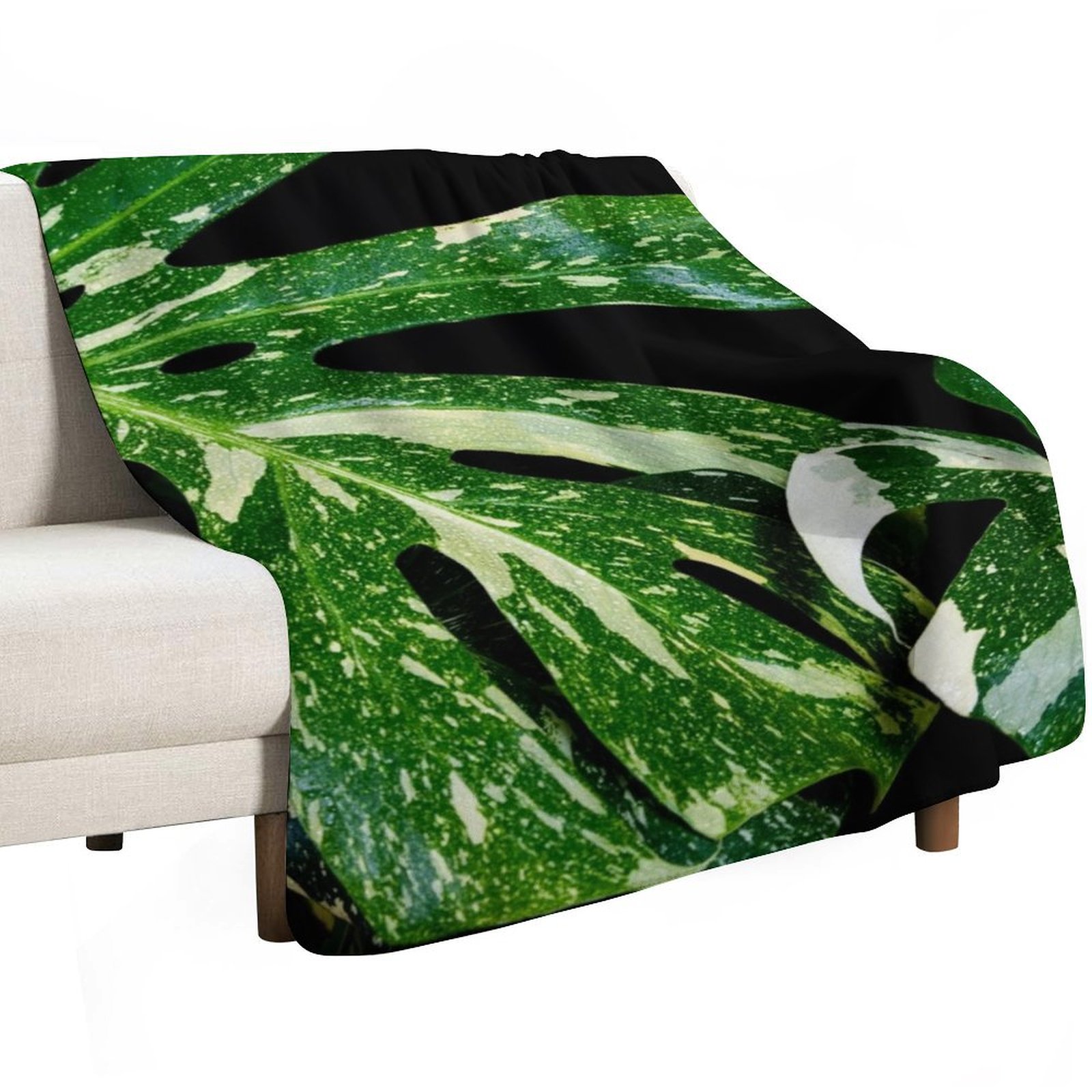 Monstera Thai Constellation Th - Monstera Thai Constellation のレビューと価格